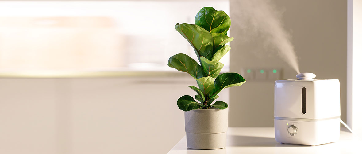 Increase humidity placing a plant near humidifier