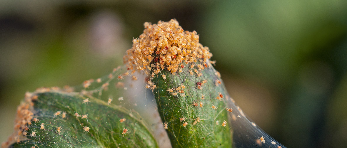 Houseplant pests: Spider mite