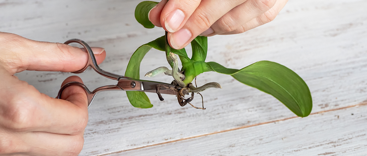 Cutting away the rotting parts of a plant