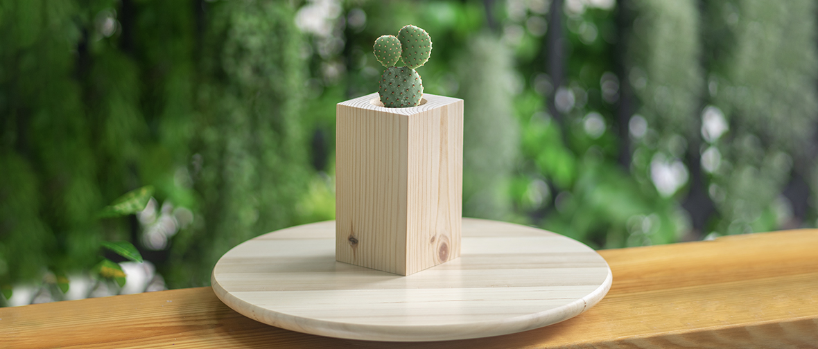 A cactus in a small wooden pot