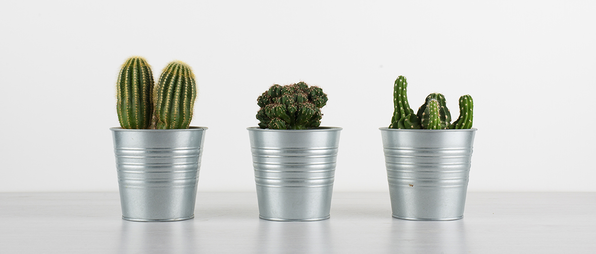 Cacti in metal pots