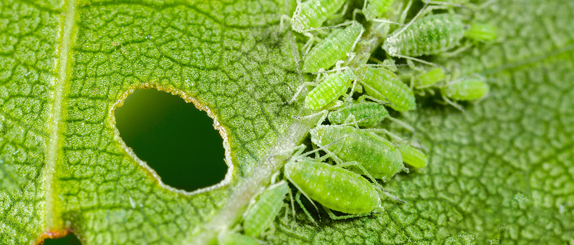 Houseplant pests: Aphids