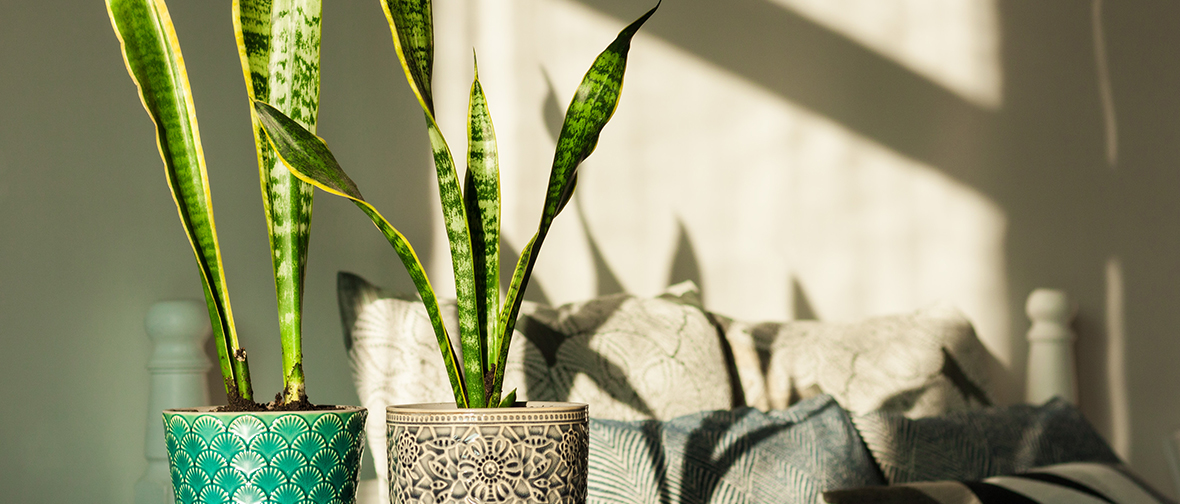 Snake plant light requirements