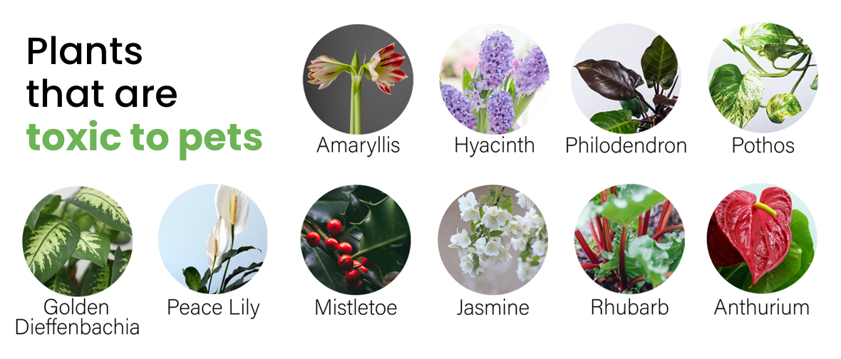 Plants that are toxic to pets