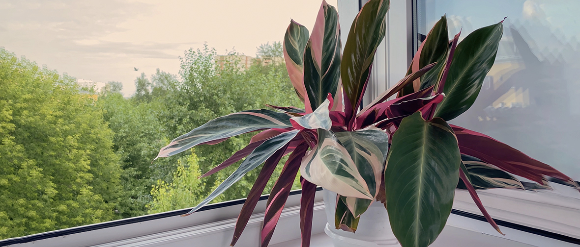 A plant on the windowsill