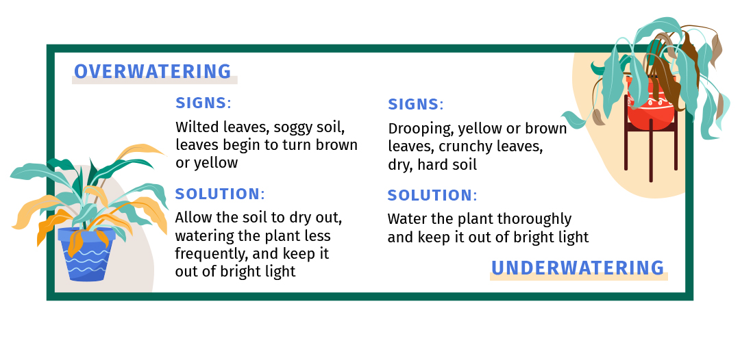 Signs and solutions to underwatering and overwatering plants