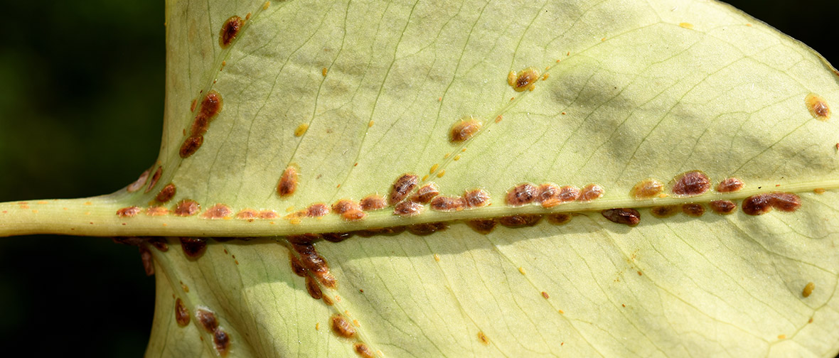 Houseplant pests: Scale Insects