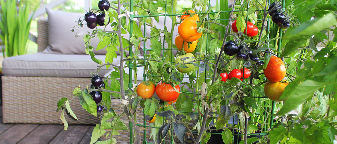 Growing tomatoes in a container