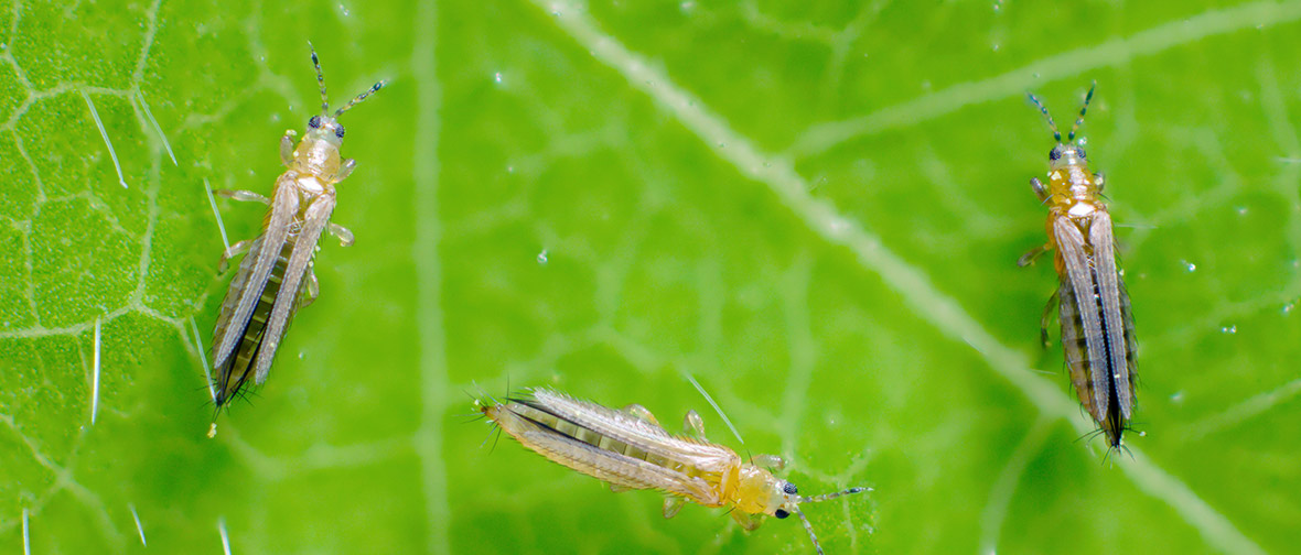 Houseplant pests: Thrips