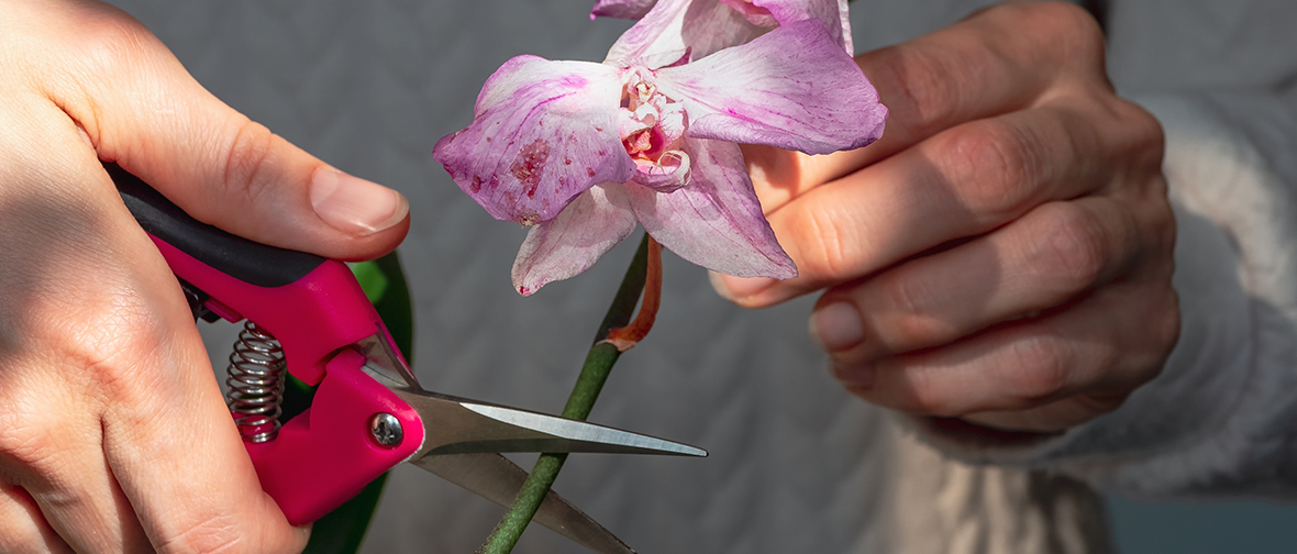 Orchid Pruning and Care After Flowering