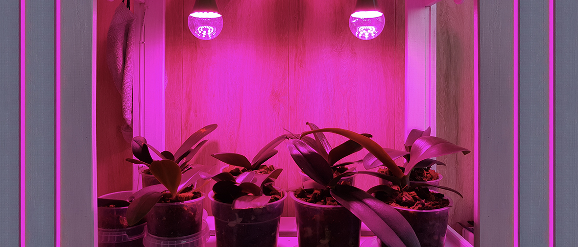 Plants growing under artificial lights
