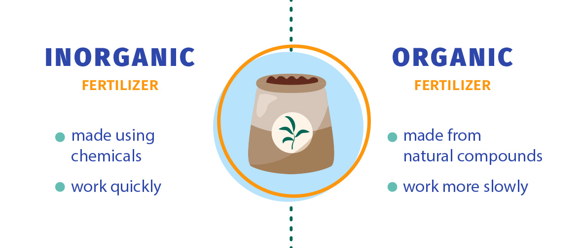 Indoor plant fertilizer types: inorganic and organic