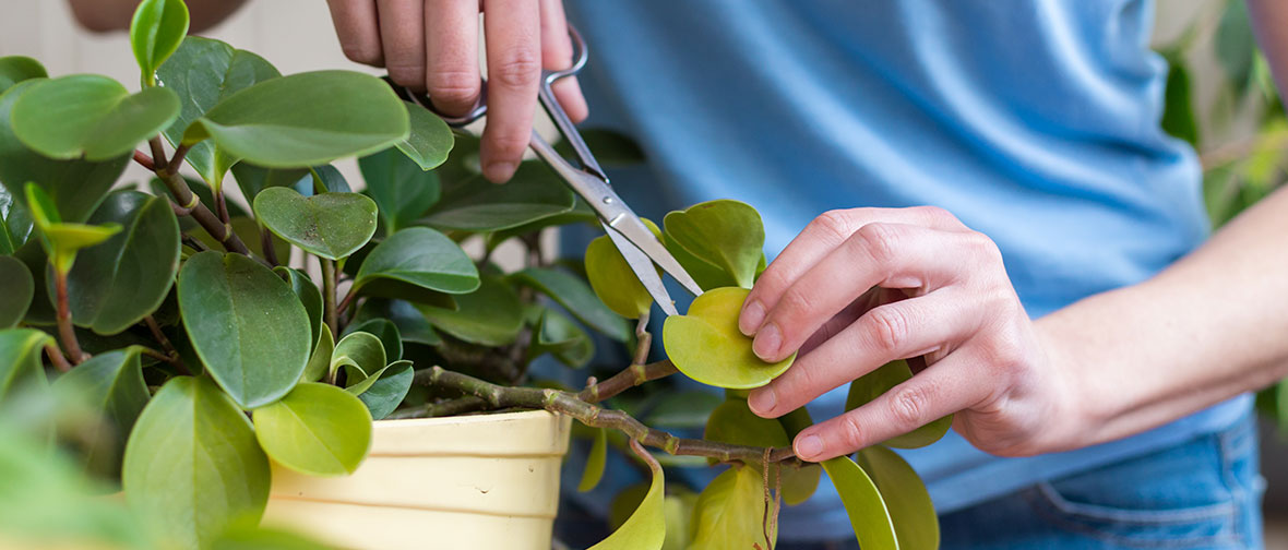 Pruning yellowed leaves on a houseplant