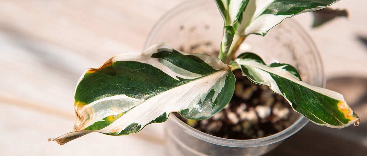 A houseplant infested with pests