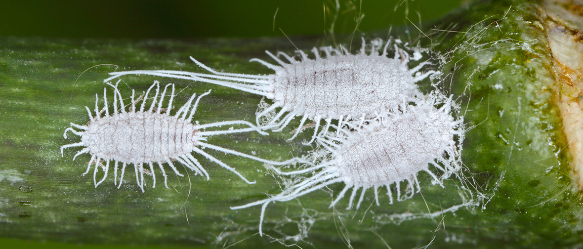 Houseplant pests: Mealybugs