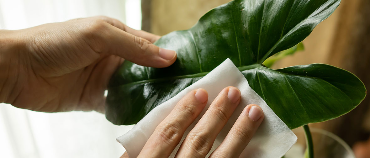 Cleaning plant leaves using a wipe