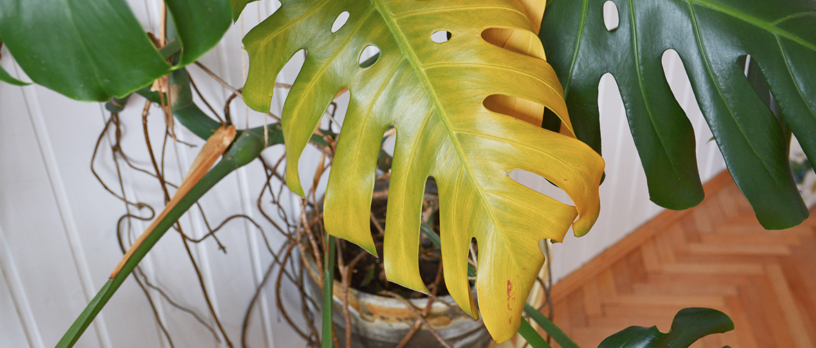 Yellow leaves because of overwatering