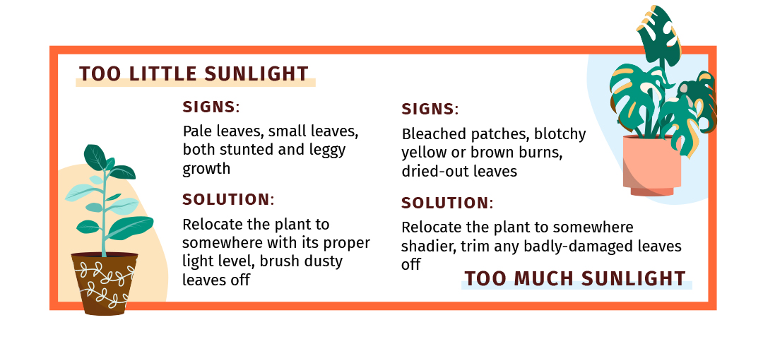 Signs and solution to too little and too much sunlight for plants