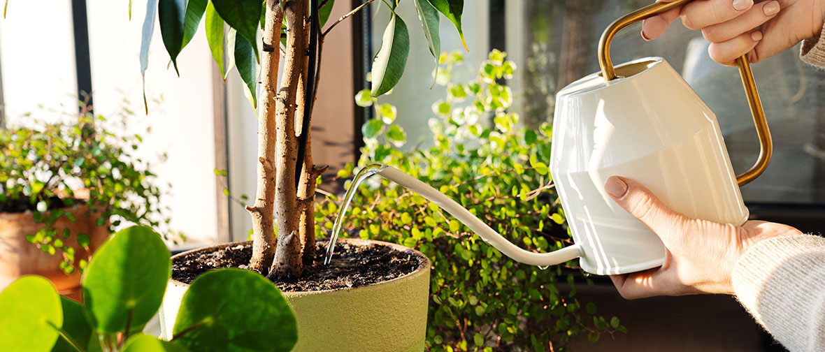 Watering plants using a watering can