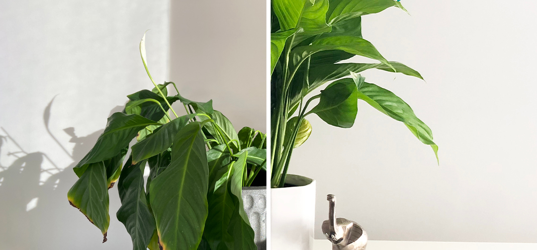 How to Save a Dying Houseplant