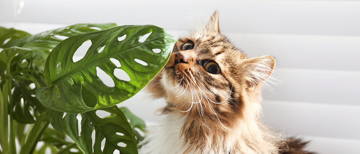 Pet-Friendly Plants: Protect Pets from Toxic Houseplants | Blossom Blog