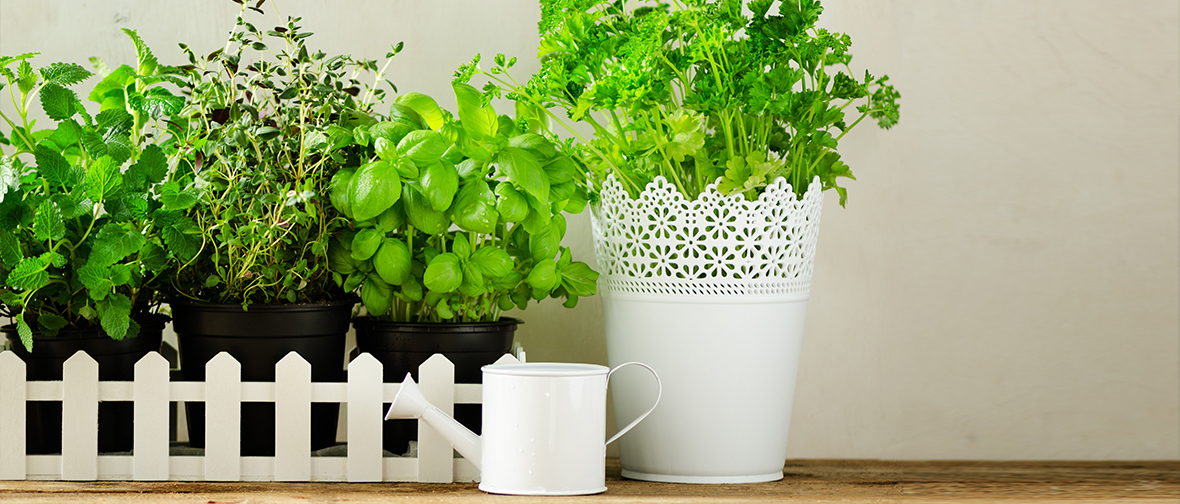 Think Inside the Box: Growing Veggies in Containers, Blog