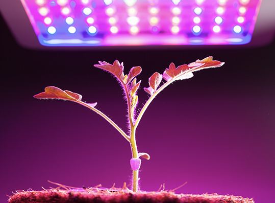 Can You Grow Plants With an LED Light?