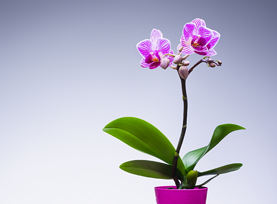 Sphagnum moss  Orchid care & Tips